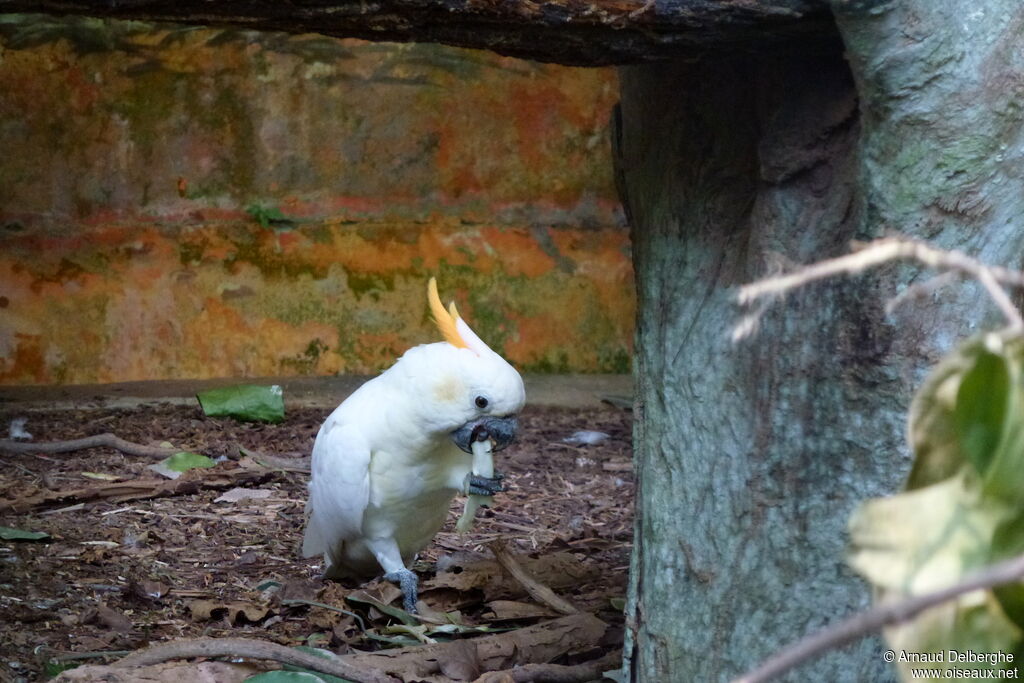 Yellow-crested Cockatoo