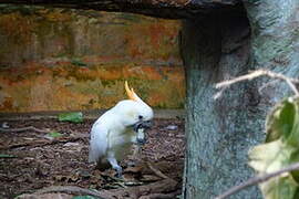 Yellow-crested Cockatoo