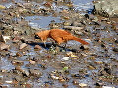 Caatinga Cacholote