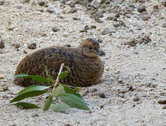 King Quail