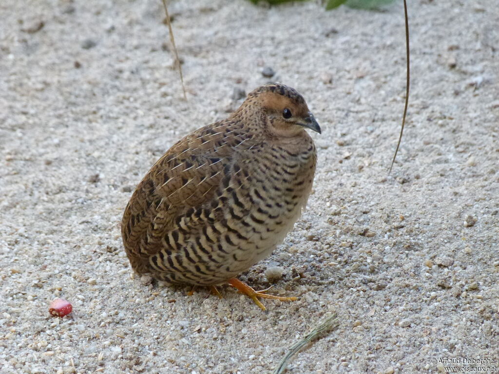 King Quail female