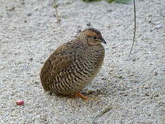 King Quail