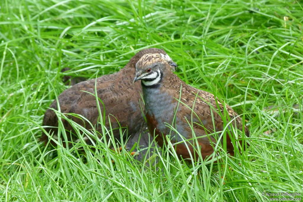 King Quail