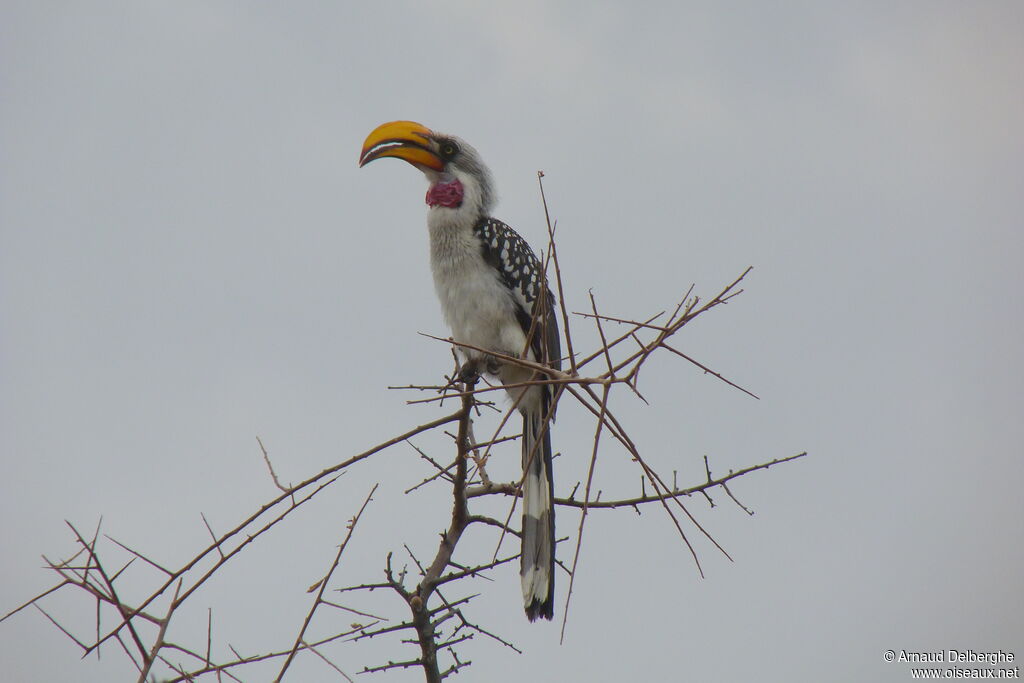 Eastern Yellow-billed Hornbill