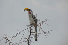 Eastern Yellow-billed Hornbill