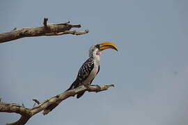 Eastern Yellow-billed Hornbill