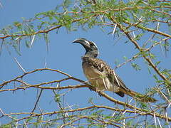 African Grey Hornbill