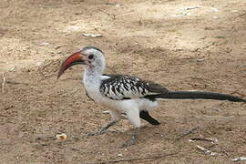 Northern Red-billed Hornbill