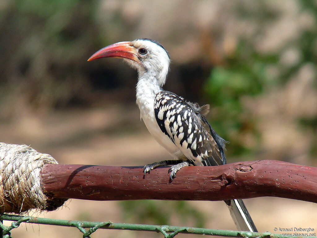 Northern Red-billed Hornbill