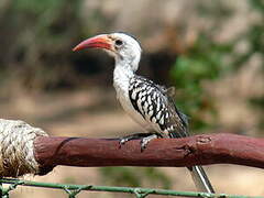 Northern Red-billed Hornbill