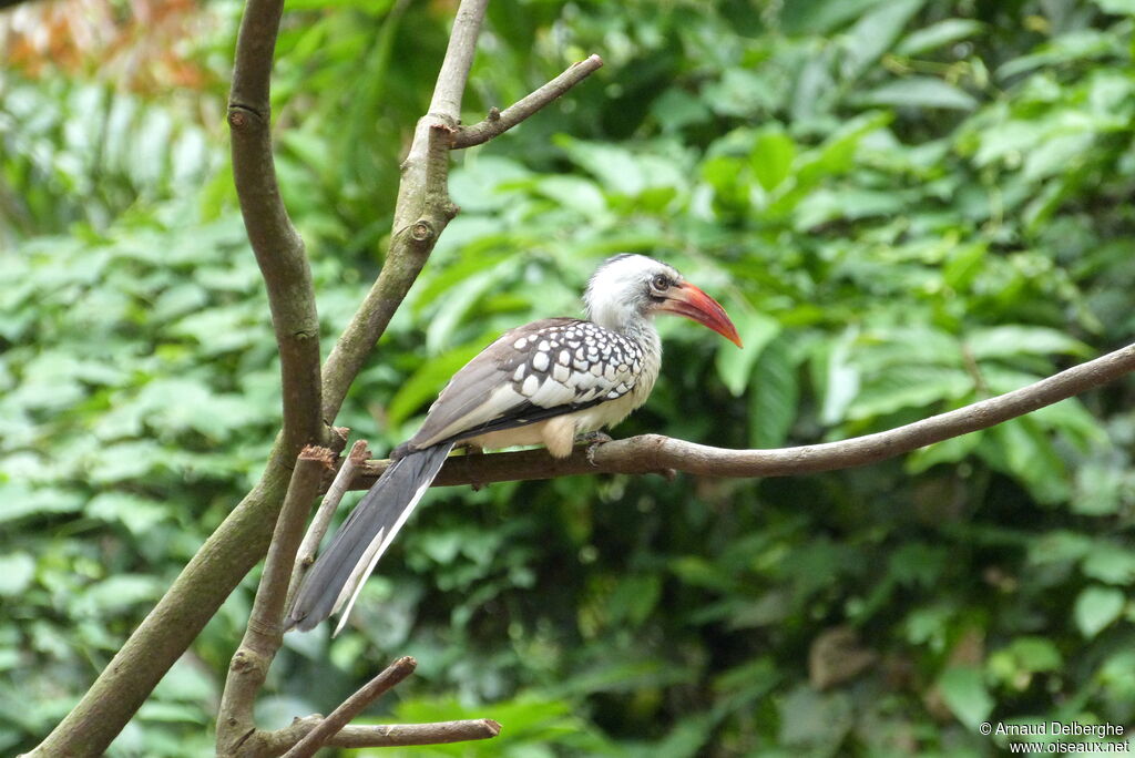 Northern Red-billed Hornbill