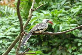 Northern Red-billed Hornbill