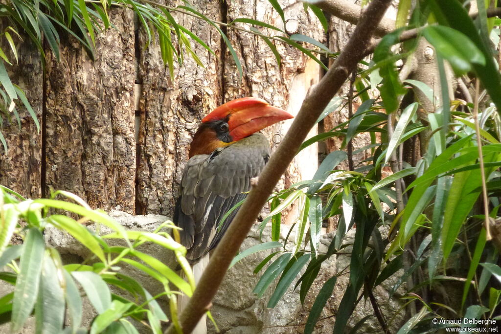 Rufous Hornbill