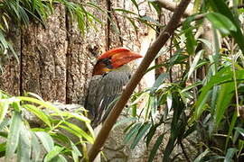 Rufous Hornbill