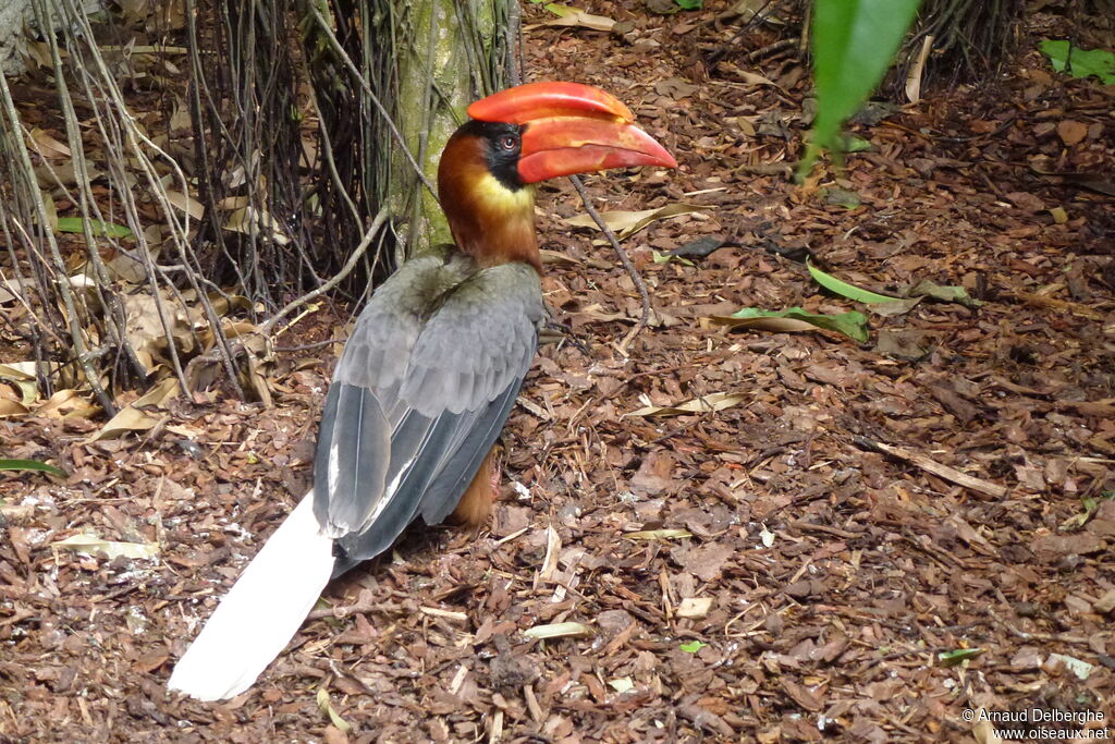 Rufous Hornbill