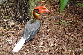 Rufous Hornbill