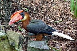 Rufous Hornbill