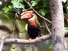 Rufous Hornbill