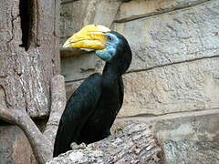 Wrinkled Hornbill