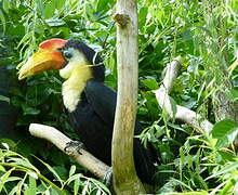 Wrinkled Hornbill