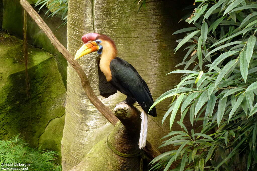 Knobbed Hornbill, identification