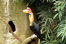 Knobbed Hornbill