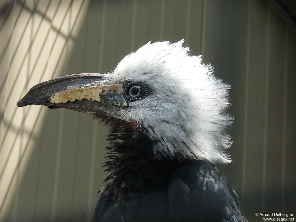 White-crested Hornbill