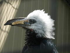 White-crested Hornbill