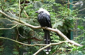 White-crested Hornbill