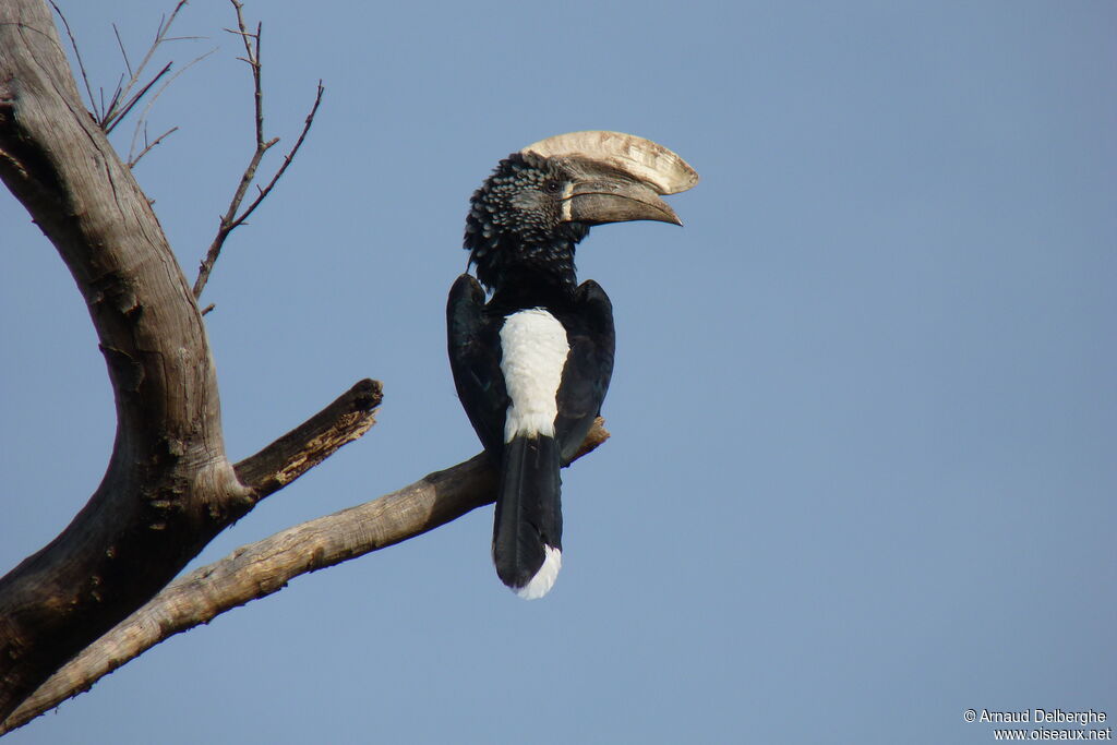 Silvery-cheeked Hornbill