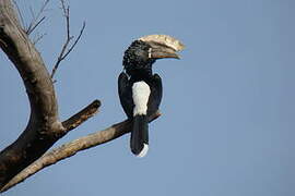 Silvery-cheeked Hornbill