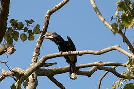 Silvery-cheeked Hornbill