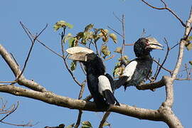 Silvery-cheeked Hornbill