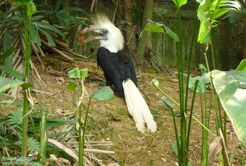 White-crowned Hornbill male