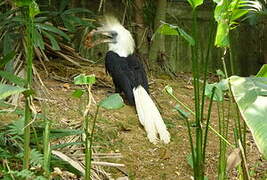 White-crowned Hornbill