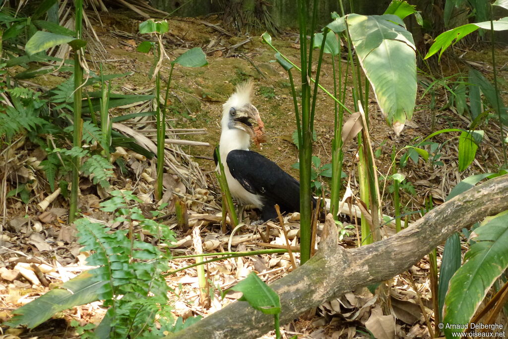 White-crowned Hornbill male