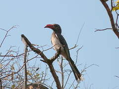 Crowned Hornbill