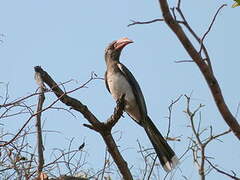 Crowned Hornbill