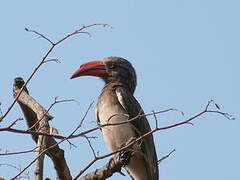 Crowned Hornbill