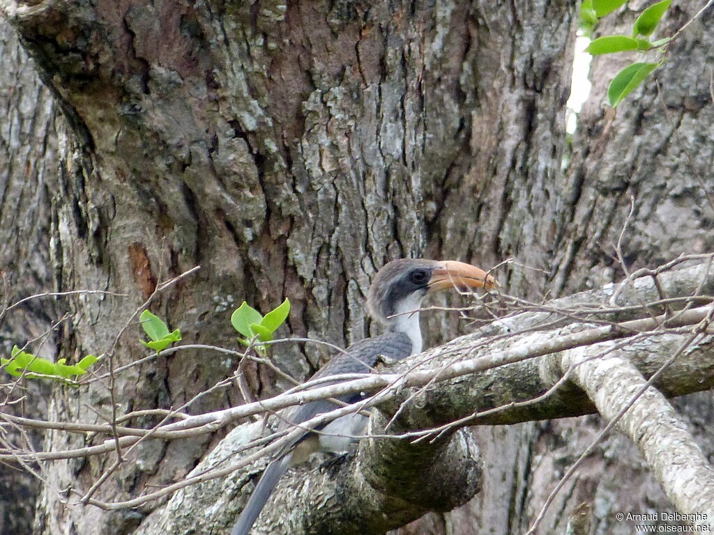 Sri Lanka Grey Hornbill