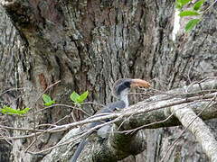 Sri Lanka Grey Hornbill