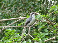 Sri Lanka Grey Hornbill