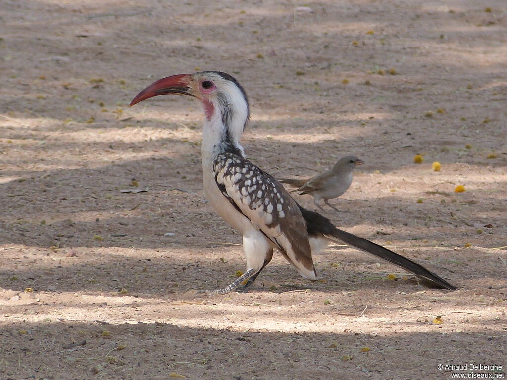 Damara Red-billed Hornbill