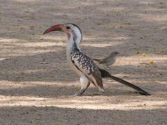 Damara Red-billed Hornbill