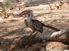 Damara Red-billed Hornbill