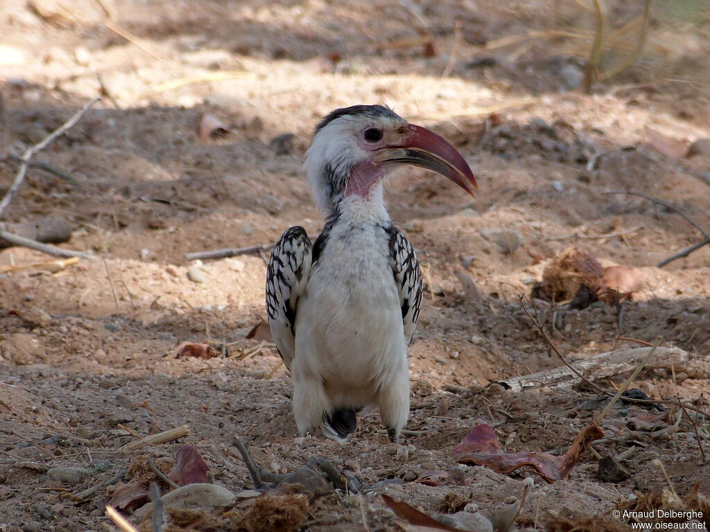 Damara Red-billed Hornbill