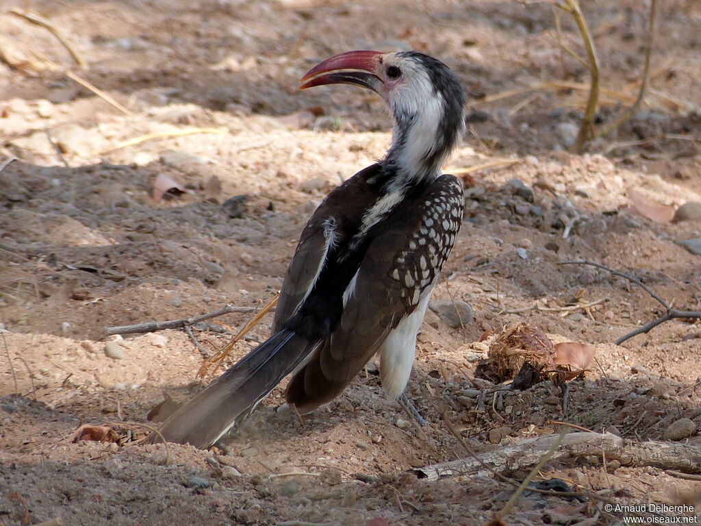 Damara Red-billed Hornbill