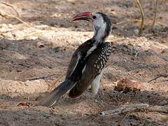 Damara Red-billed Hornbill