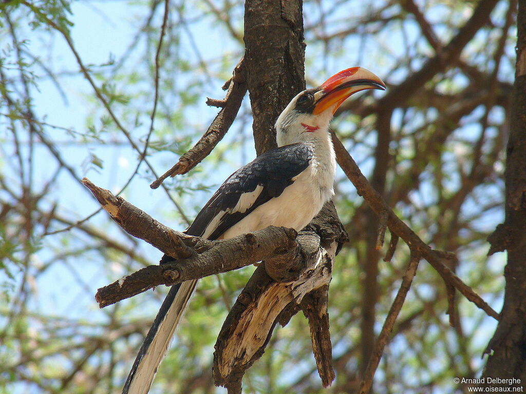 Von der Decken's Hornbill male