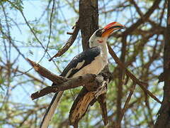 Von der Decken's Hornbill